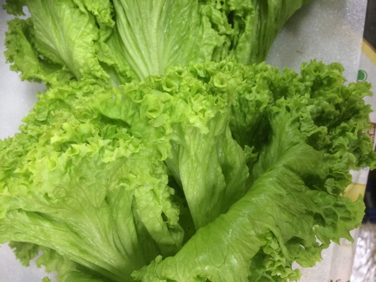 Organic Australia Green Curly Lettuce
