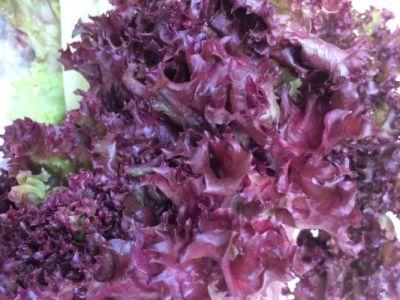 Organic Australia Red Curly Lettuce