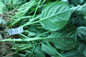 Organic Local Baby Kai Lan