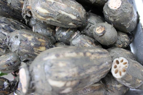 Organic Lotus Root